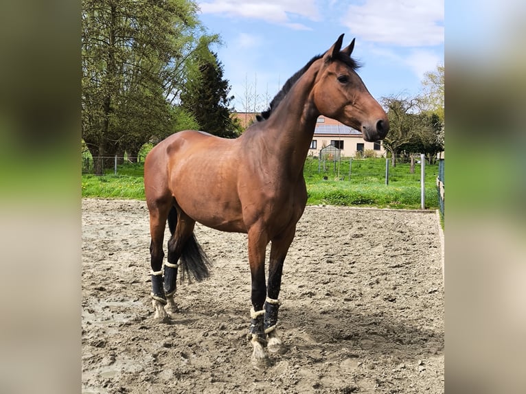 Other Breeds Mare 6 years 16 hh Brown in Leuze-en-hainaut