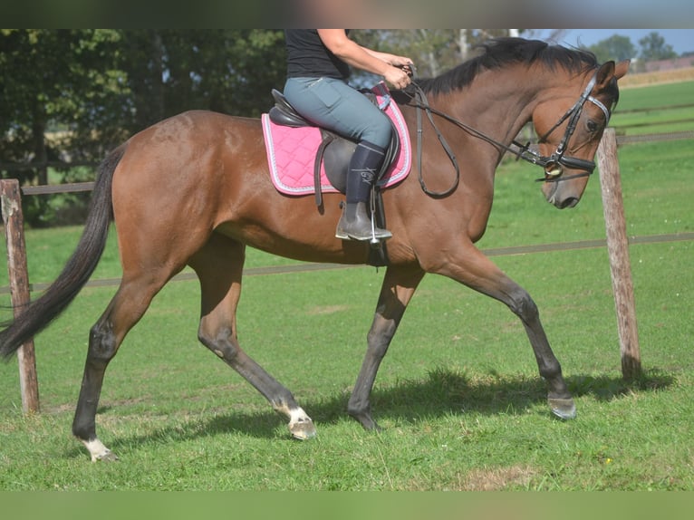 Other Breeds Mare 6 years 16 hh Brown in Breda