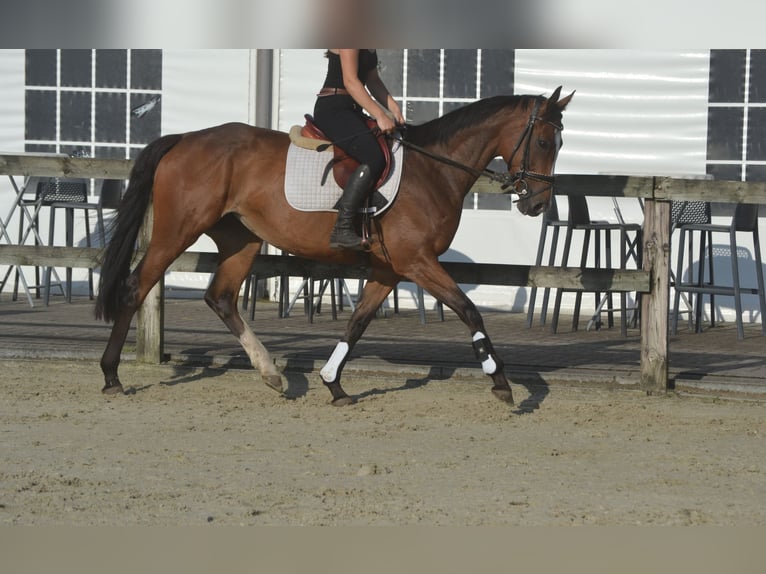 Other Breeds Mare 6 years 16 hh Brown in Breda