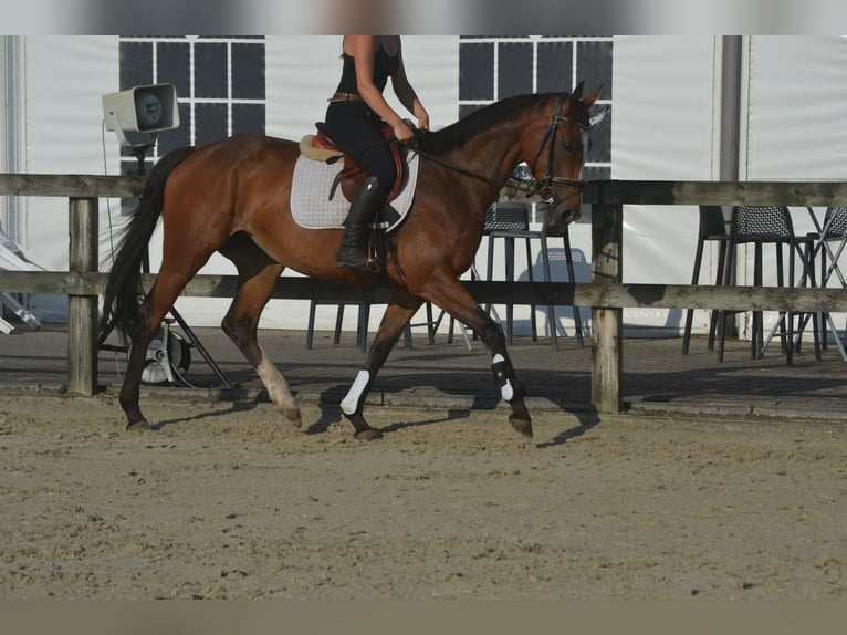 Other Breeds Mare 6 years 16 hh Brown in Breda