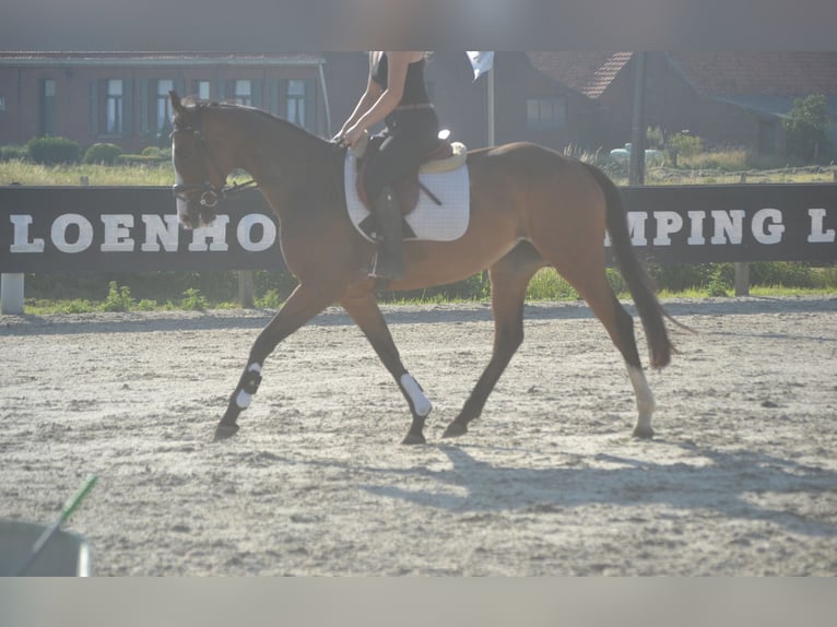 Other Breeds Mare 6 years 16 hh Brown in Breda