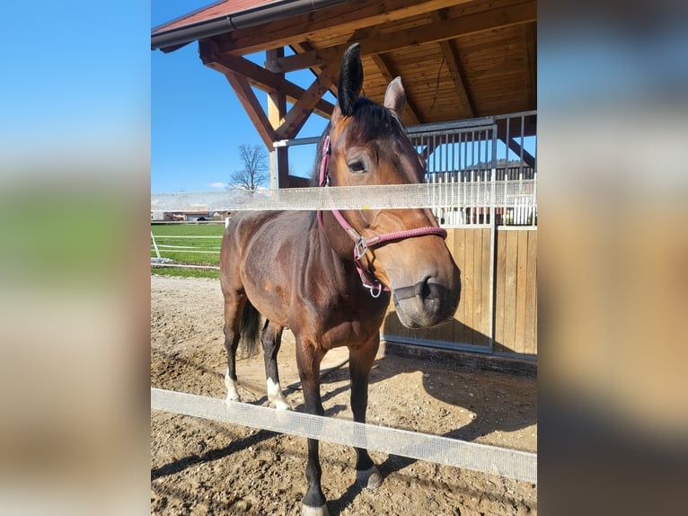 Other Breeds Mare 6 years 16,1 hh Brown in Celje