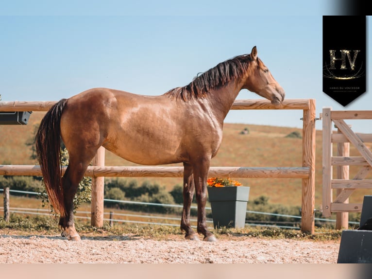 Other Breeds Mare 6 years 16,1 hh Dun in Grury