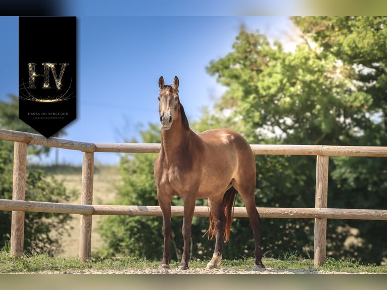 Other Breeds Mare 6 years 16,1 hh Dun in Grury