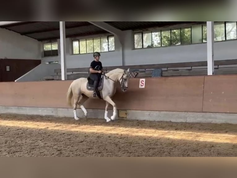 Other Breeds Mare 6 years 16,1 hh Palomino in Hannover