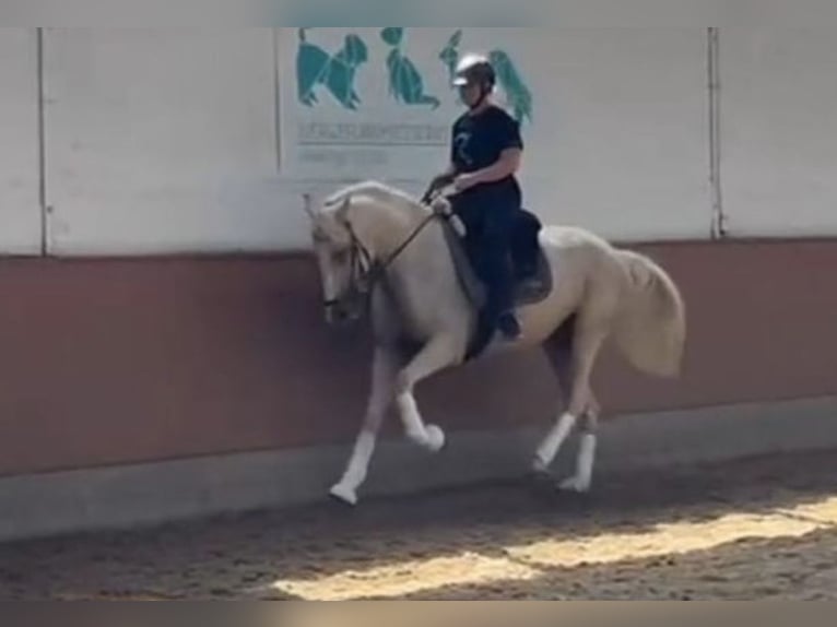 Other Breeds Mare 6 years 16,1 hh Palomino in Hannover