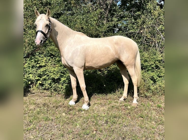 Other Breeds Mare 6 years 16,1 hh Palomino in Hannover