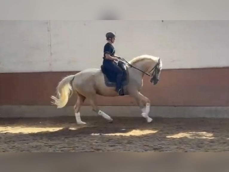 Other Breeds Mare 6 years 16,1 hh Palomino in Hannover
