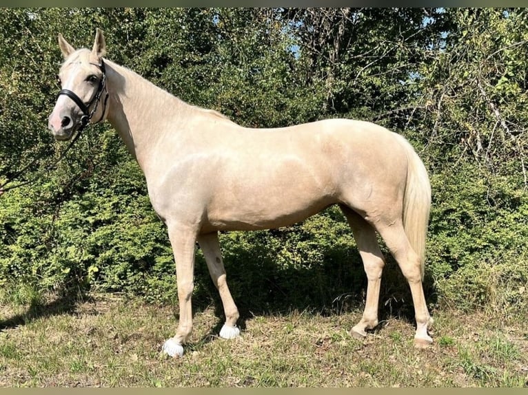 Other Breeds Mare 6 years 16,1 hh Palomino in Hannover