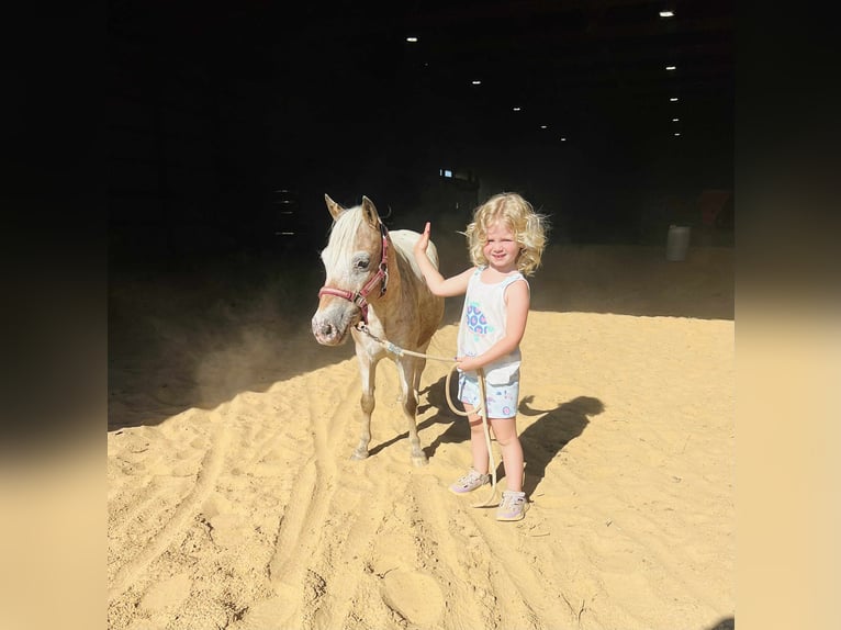 Other Breeds Mare 6 years 9 hh Roan-Red in Charleston