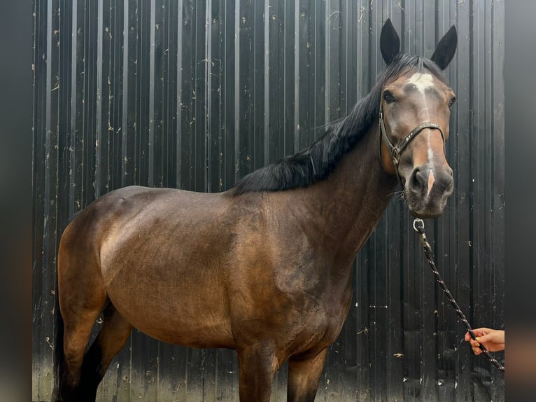 Other Breeds Mare 6 years Brown in Getelo