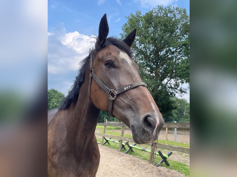 Other Breeds Mare 6 years Brown in Getelo