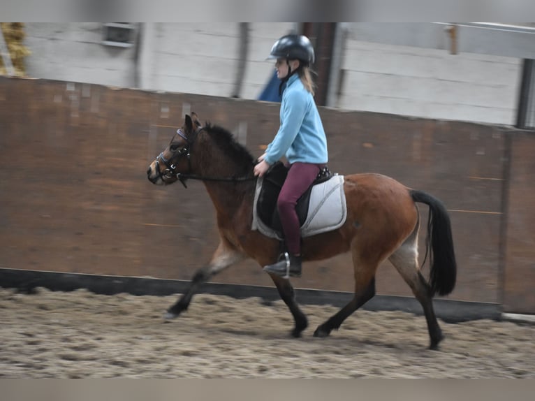 Other Breeds Mare 7 years 11,1 hh Bay in Achtmaal