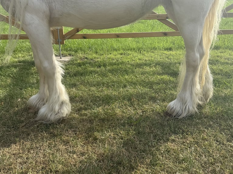 Other Breeds Mare 7 years 12 hh in GROTE-BROGEL