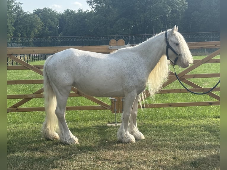 Other Breeds Mare 7 years 12 hh in GROTE-BROGEL