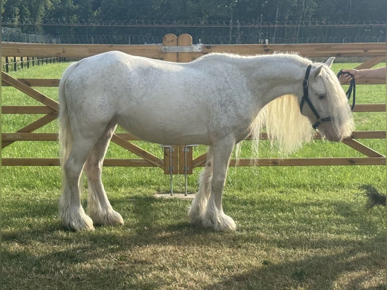 Other Breeds Mare 7 years 12 hh in GROTE-BROGEL