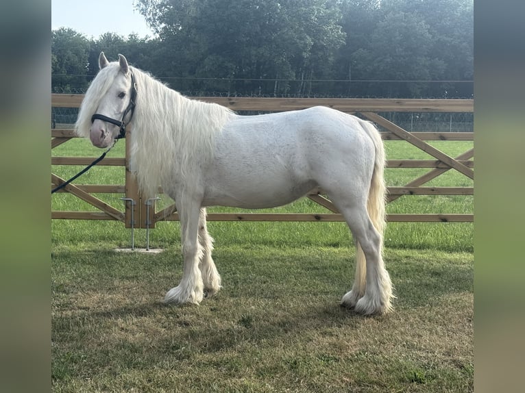 Other Breeds Mare 7 years 12 hh in GROTE-BROGEL