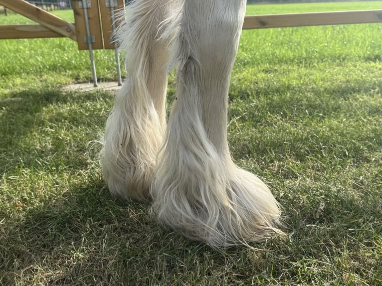 Other Breeds Mare 7 years 12 hh in GROTE-BROGEL