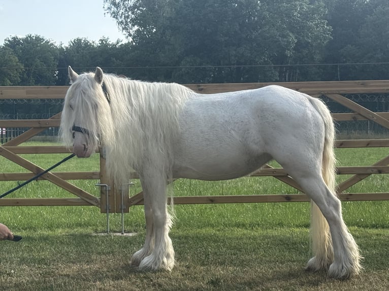 Other Breeds Mare 7 years 12 hh in GROTE-BROGEL