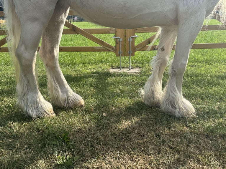 Other Breeds Mare 7 years 12 hh in GROTE-BROGEL