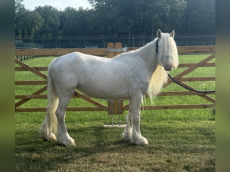Other Breeds Mare 7 years 12 hh in GROTE-BROGEL