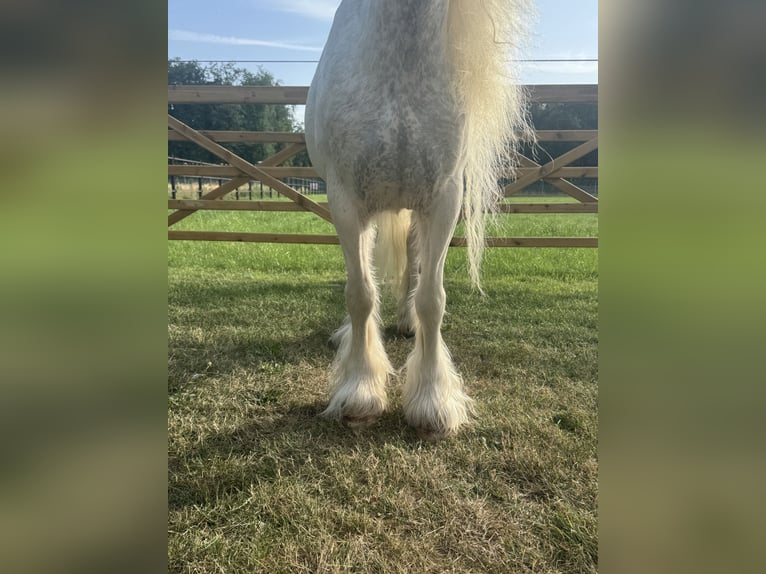 Other Breeds Mare 7 years 12 hh in GROTE-BROGEL