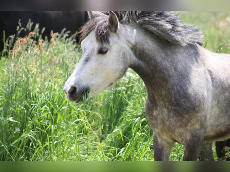 Other Breeds Mare 7 years 12 hh Gray-Dapple in Wurzbach