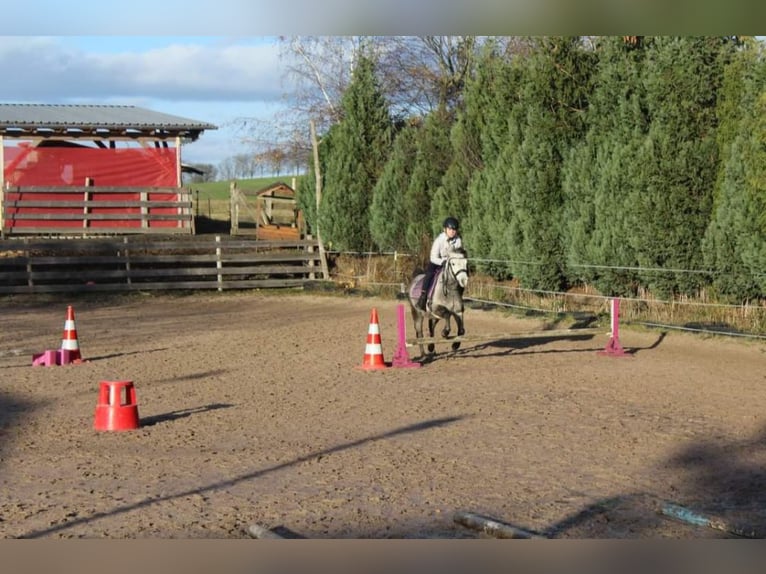 Other Breeds Mare 7 years 12 hh Gray-Dapple in Wurzbach