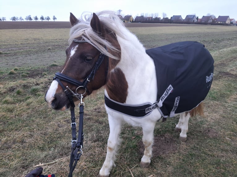 Other Breeds Mix Mare 7 years 12 hh Pinto in Freyburg (Unstrut)