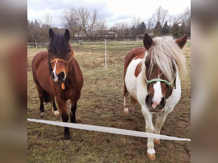 Other Breeds Mix Mare 7 years 12 hh Pinto in Freyburg (Unstrut)