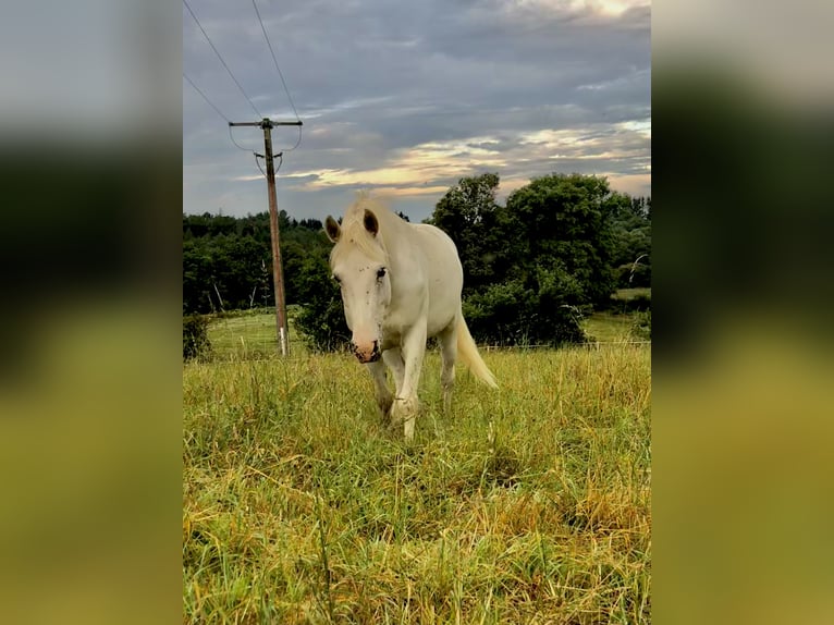 Other Breeds Mare 7 years 13,2 hh White in Pluvigner