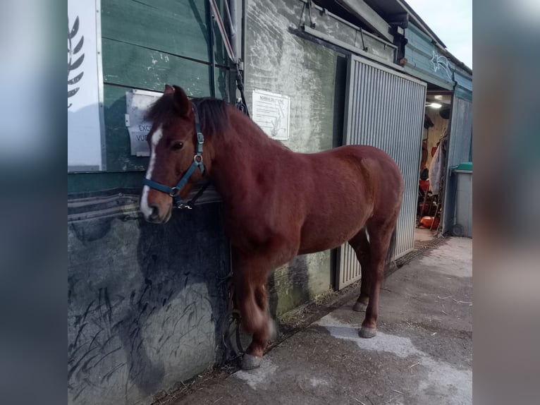 Other Breeds Mix Mare 7 years 13,1 hh Dun in Belga, La (Viella-Siero)