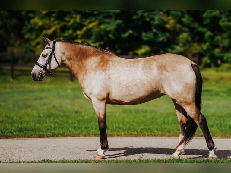 Other Breeds Mare 7 years 13,3 hh Buckskin in Piņķi