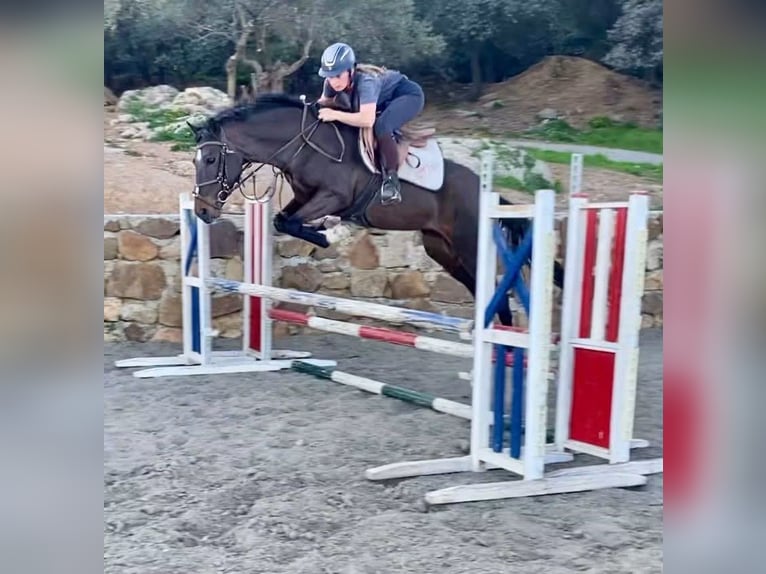 Other Breeds Mare 7 years 14.1 hh Bay-Dark in Coin