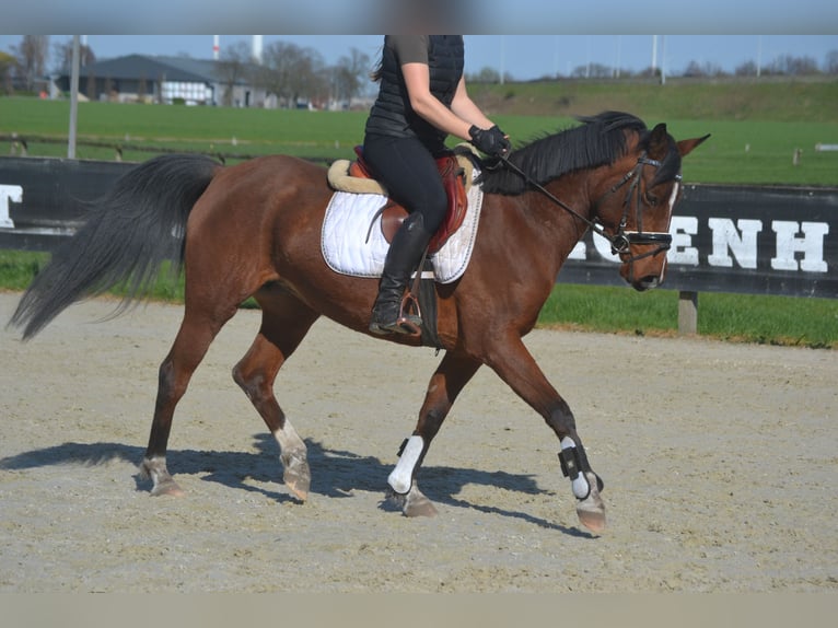 Other Breeds Mare 7 years 14.1 hh Brown in Breda