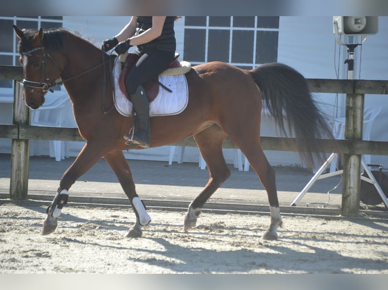 Other Breeds Mare 7 years 14.1 hh Brown in Breda