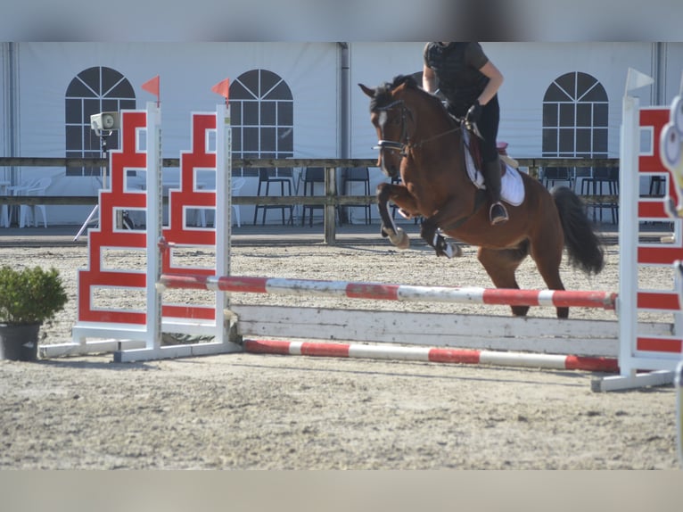 Other Breeds Mare 7 years 14.1 hh Brown in Breda