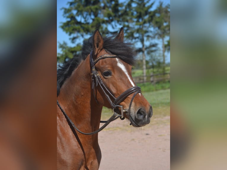 Other Breeds Mare 7 years 14.1 hh Brown in Breda