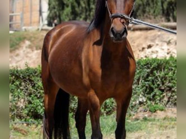 Other Breeds Mix Mare 7 years 14.2 hh Bay in ALICANTE