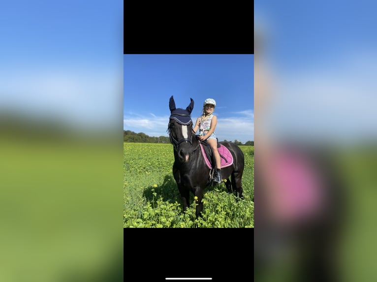 Other Breeds Mix Mare 7 years 14,2 hh Black in Gescher