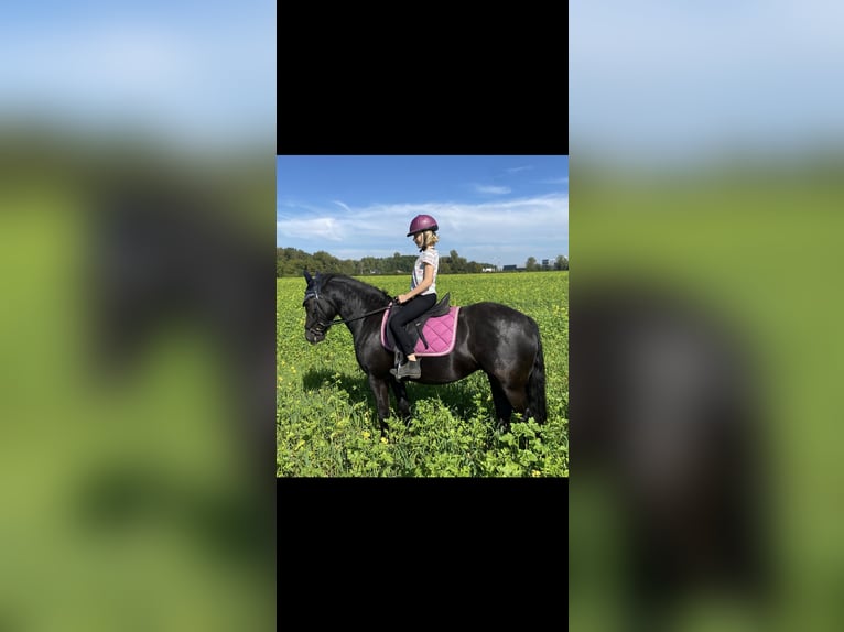 Other Breeds Mix Mare 7 years 14,2 hh Black in Gescher