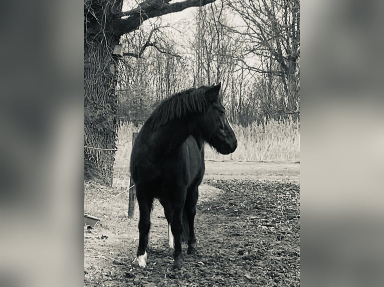 Other Breeds Mix Mare 7 years 14,2 hh Black in Gescher