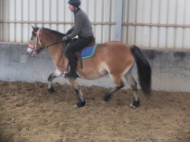 Other Breeds Mix Mare 7 years 14,2 hh Brown-Light in Buttstädt