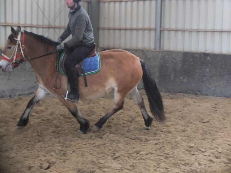 Other Breeds Mix Mare 7 years 14,2 hh Brown-Light in Buttstädt