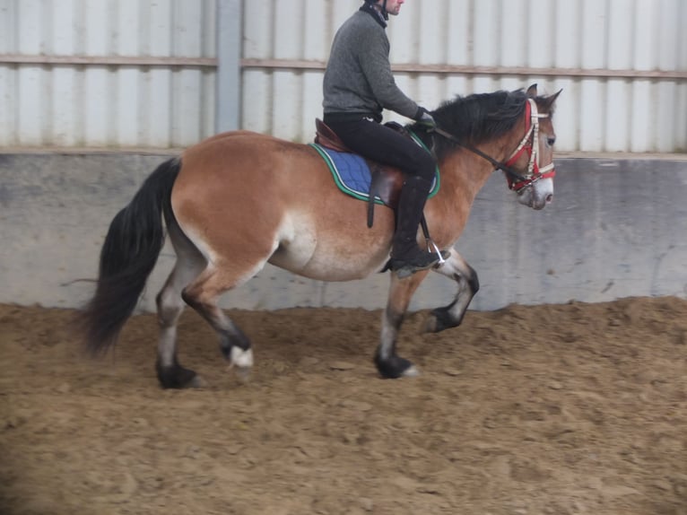 Other Breeds Mix Mare 7 years 14,2 hh Brown-Light in Buttstädt