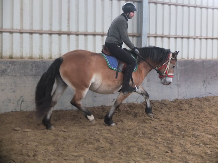 Other Breeds Mix Mare 7 years 14,2 hh Brown-Light in Buttstädt