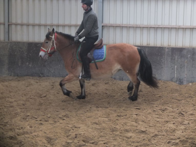 Other Breeds Mix Mare 7 years 14,2 hh Brown-Light in Buttstädt