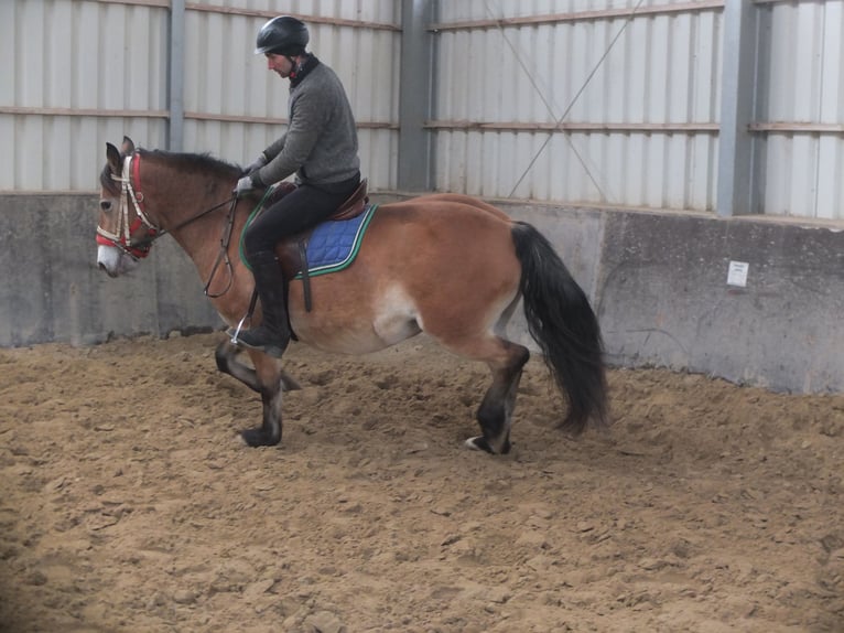 Other Breeds Mix Mare 7 years 14,2 hh Brown-Light in Buttstädt