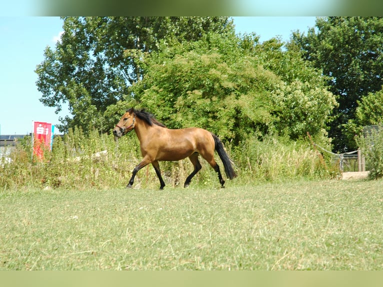 Other Breeds Mare 7 years 14.2 hh Buckskin in Borken