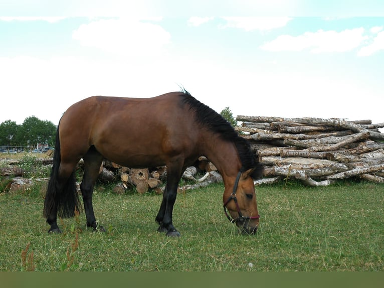 Other Breeds Mare 7 years 14.2 hh Buckskin in Borken